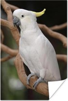 Cacatoès Witte avec une crête jaune dans un arbre Poster 40x60 cm - Tirage photo sur Poster (décoration murale salon / chambre) / Poster Vogels