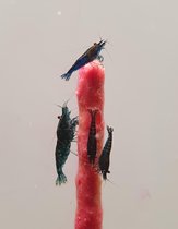 Shrimp barn - Shrimplollies (garnalen lolly) - Rode biet - Garnalen voer - Aquarium - 10 stuks