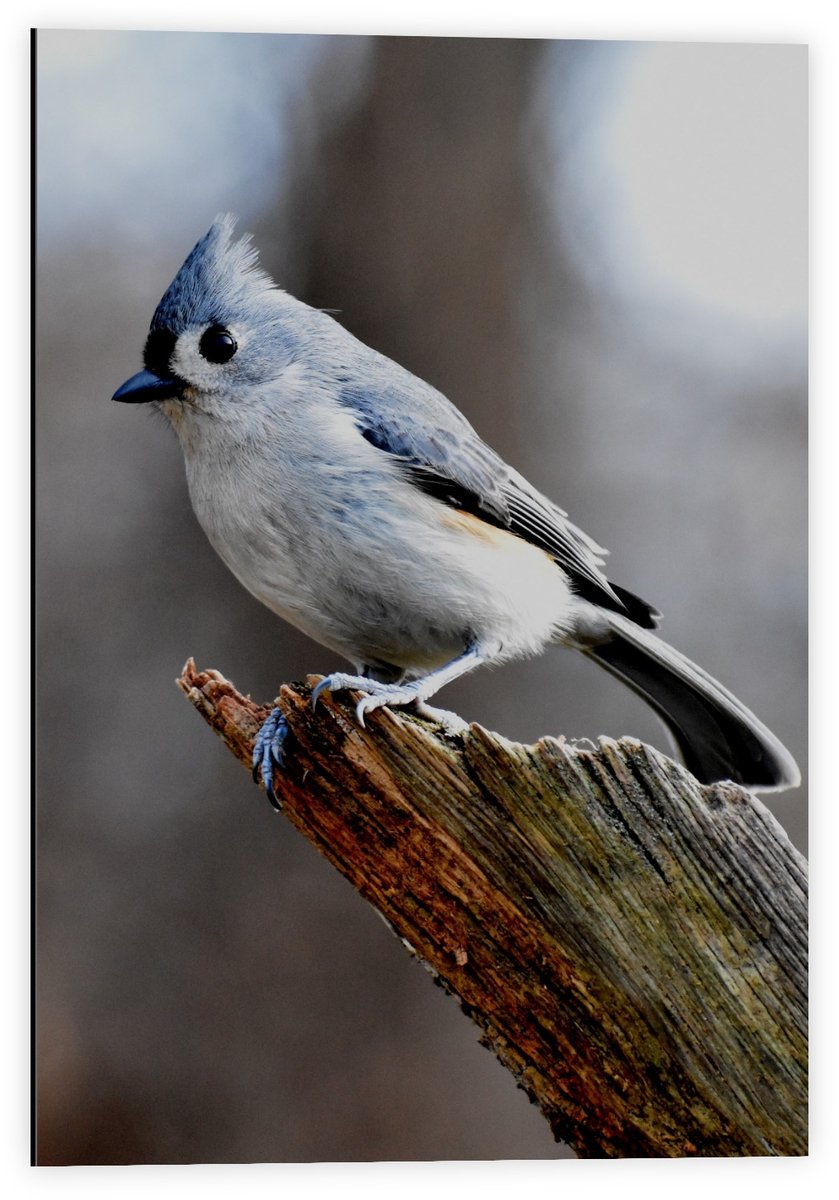 Dibond - Vogeltje op Tak van Boom - 40x60cm Foto op Aluminium (Wanddecoratie van metaal)