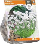 Plantenwinkel Allium Gracefully Beauty bloembollen per 3 stuks