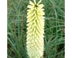 3 x Kniphofia 'Ice Queen' - Vuurpijl pot 9x9cm