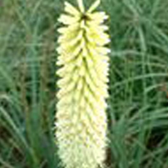 3 x Kniphofia 'Ice Queen' - Vuurpijl pot 9x9cm