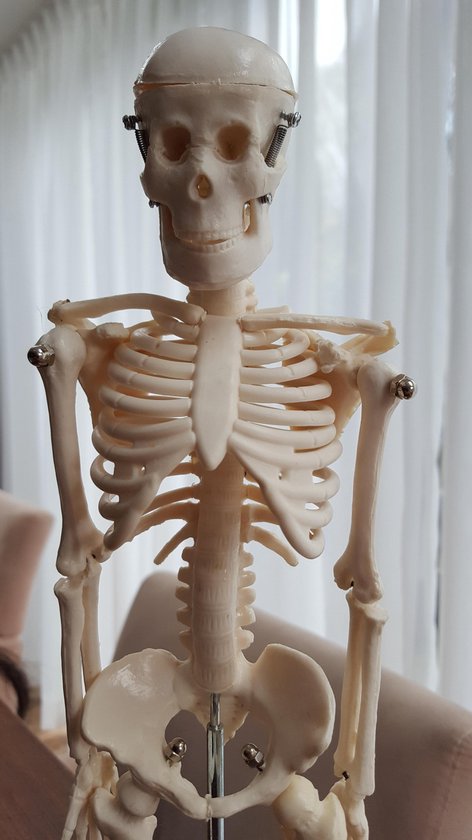 Thumbnail van een extra afbeelding van het spel Mini skelet  anatomisch model  45 cm geraamte