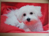 Deurmat 40x60 Bichon puppy