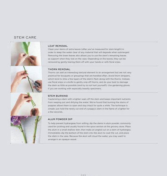 Illustraties van handen die bloemstelen verzorgen, met tekst en labels zoals 'STEM CARE', 'LEAF REMOVAL', 'THORN REMOVAL', 'STEM BURNING' en 'ALUM POWDER DIP'.