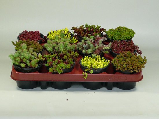 Foto: Sedum rotsplanten mix 60 stuks 9 cm 