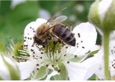 Veldbloemen Brandenburger bijenmengsel 50 gram