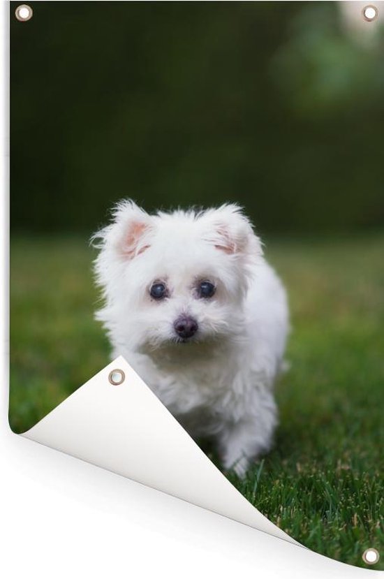 Affiche de jardin chien maltais sur pelouse 120x180 cm - Toile de jardin / Toile d'extérieur / Peintures d'extérieur (décoration de jardin) XXL / Groot format!