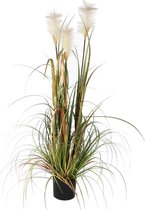 Mica Decorations - Pluimgras Foxtail - In Plastic Bloempot