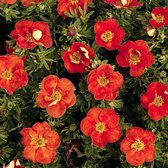 Potentilla Fruticosa 'Red Ace' - Ganzerik|Vijfvingerkruid - 25-30 cm in pot: Struik met oranjerode bloemen, langdurige bloei.