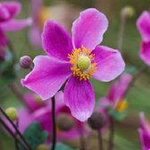 6 x Anemone Hupehensis 'Splendens' - Herfstanemoon pot 9x9cm - Roze bloemen