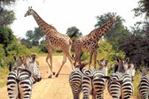 Diamond Painting pakket volwassenen | Zebra's met Giraffen - 80 x 120 cm | Volledige bedekking met vierkante steentjes | FULL | DP Diamond Paintings