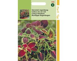 Hortitops Zaden - Coleus Blumei Regenboogmengsel