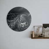 Schilderij wandcirkel  | Scotse Hooglander | 50 x 50 cm | PosterGuru