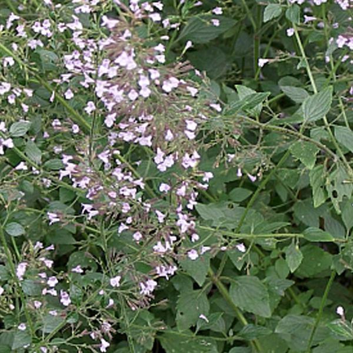 6 x Calamintha Nepeta Nepeta - Bergsteentijm pot 9x9cm