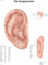Het menselijk lichaam poster - Ooracupunctuur poster (gelamineerd, 50x67 cm)