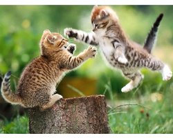 SEOS Shop ® Diamond Painting Volwassenen - Diamond Painting Kinderen - Diamond Painting Pakket Volledig - Spelende kittens - 40x30 cm