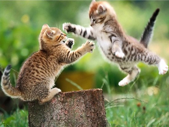 SEOS Shop ® Diamond Painting Volwassenen - Diamond Painting Kinderen - Diamond Painting Pakket Volledig - Spelende kittens - 40x30 cm