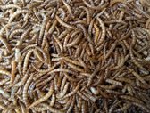Meelwormen - Buitenvogelvoer (2,5 Liter)
