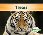 Big Cats - Tigers