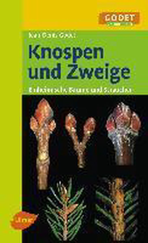 Knospen und Zweige