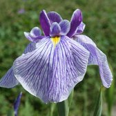 6 x Iris Ensata 'Activity' - Japanse Iris pot 9x9cm, paarsbloeiend en vochtminnend
