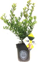 10 x Ilex crenata Dark green® 10-15cm