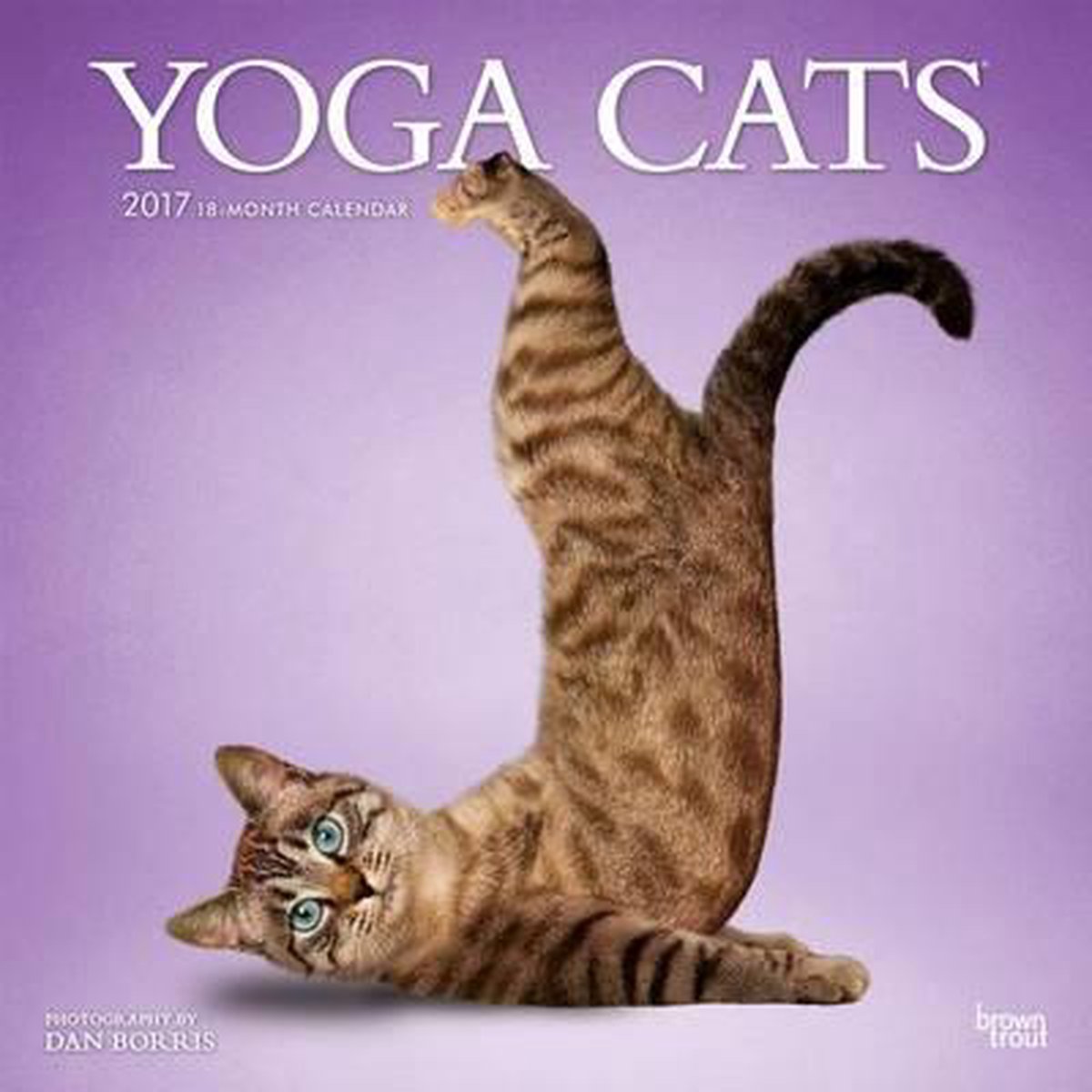 Yoga Cats