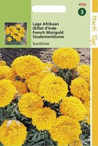 2 stuks Tagetes Erecta Nana Sunshine Oranje