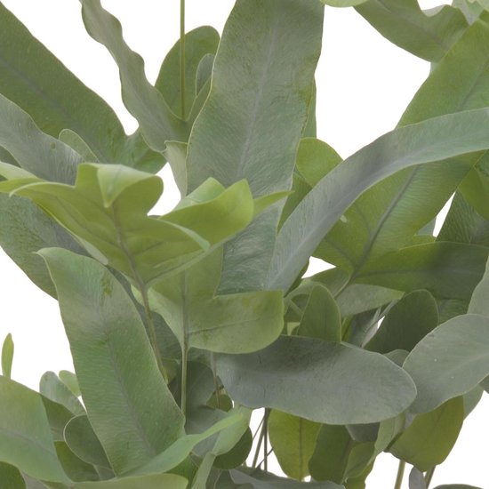 Lucht zuiverende varen (Phlebodium) - plant is 45 cm hoog - per 3 stuks