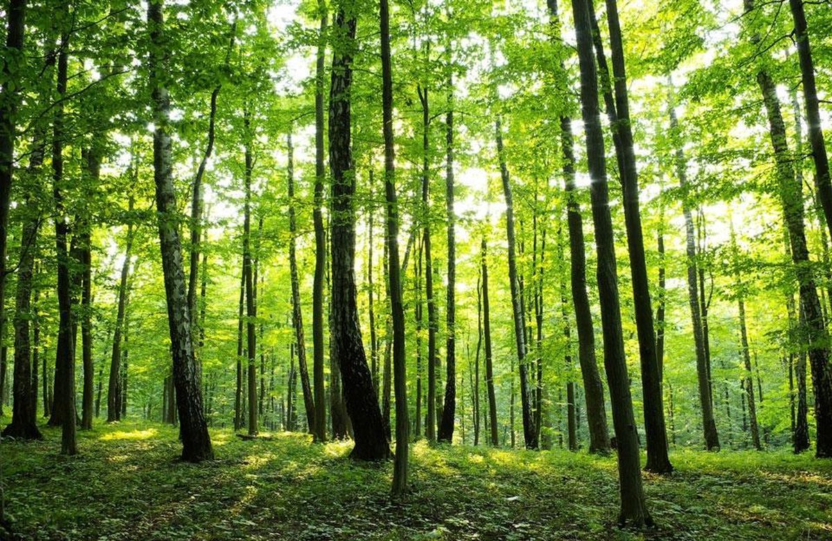 Fotobehang Zomer Bos - 368cm x 254 cm - 4 Stroken behang