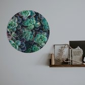 Schilderij wandcirkel  |  Vetplanten | 50 x 50 cm | PosterGuru