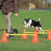 Ensemble de haies Dog Activity Trixie 3 PCS - Avec slaloms et obstacles