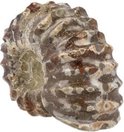 Fossiel Ammoniet ‘Tractorwiel’ (2-3 cm) Fossiel Ammoniet ‘Tractorwiel’ (2-3 cm)