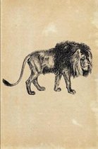 Lion (Felis Leo)