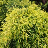 Juniperus Pfitzeriana 'Gold Star' - Jeneverbes 25-30 cm pot