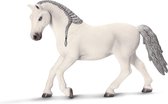 Lipizzaner Merrie