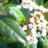 Viburnum burkwoodii 'Anne Russel' - Sneeuwbal - 50-60 cm in pot: Struik met geurende witte bloemen in het voorjaar.