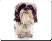 Shih Tzu Muismat