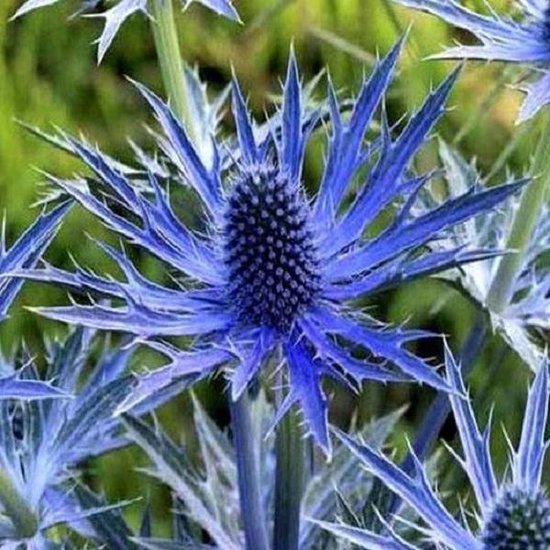 6 x Eryngium Planum Kruisdistel pot 9x9cm
