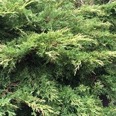 Juniperus Pfitzeriana 'Old Gold' - Jeneverbes 25-30 cm in pot