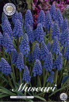 Muscari 20 bloembollen Armeniacum  bolmaat 8/9