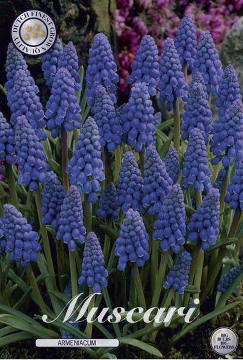 Nederlands Beste Kwaliteits bloembollen - Blauw Druifje Muscari Armeniacum 20 bloembollen bolmaat 8/9 Plant tijd 9-12