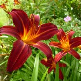 6 x Hemerocallis 'Sammy Russell' - Daglelie - Pot 9x9cm - Rood-oranje bloemen, langbloeiend