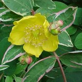 Hypericum Moserianum 'Tricolor' - Herfsthooi;Sint Janskruid 25-30 cm pot