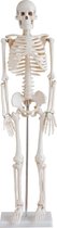 Anatomie model - Skelet menselijk lichaam - 85 cm hoog - Op standaard