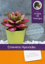 DIY wolvilt pakket: Vetplant Echeveria Agavoides