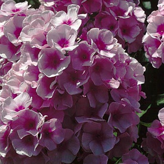 6 x Phlox 'Bright Eyes' - Vlambloem - Roze bloemen, donkere ogen
