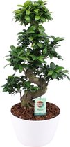 Bonsai van Botanicly – Chinese vijg incl. sierpot wit als set – Hoogte: 60 cm – Ficus Gin Seng