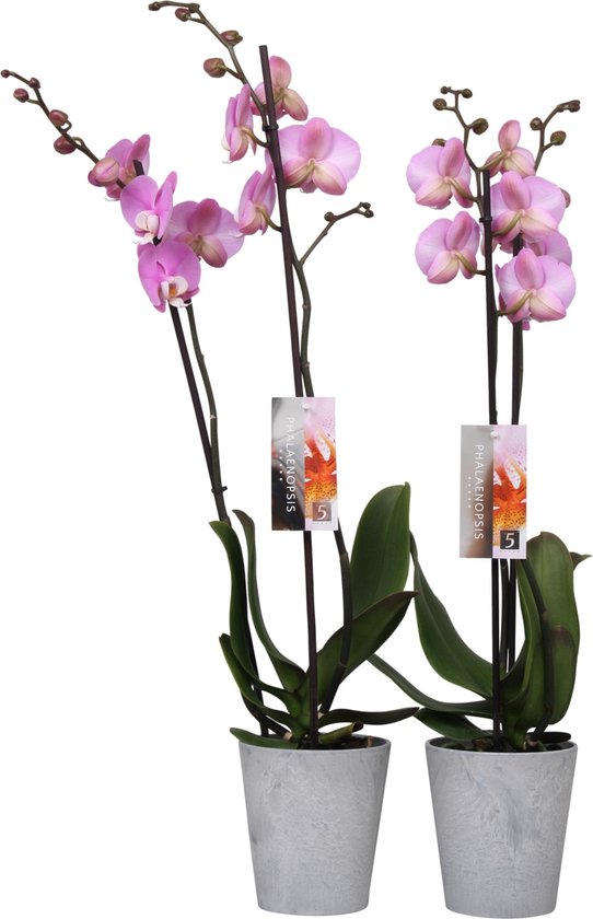 Orchidee van Botanicly – Orchidee roze met grijze bloempot als set ...